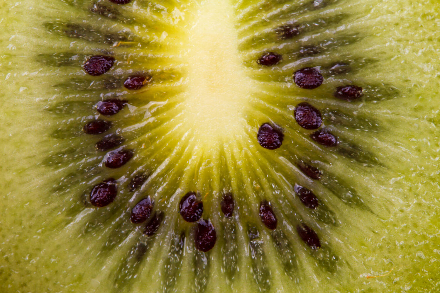 Kiwi plak gesneden 1kg stuk 2